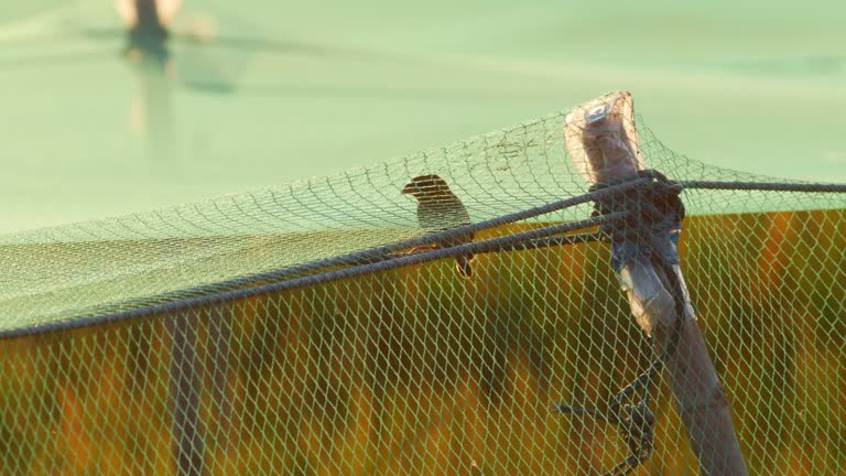 Sparrow Nets in Hyderabad
